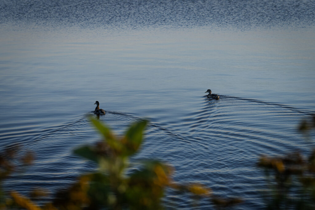 Two ducks swimming in water